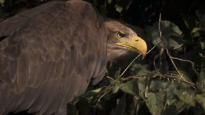 Amur: Asia's Amazon season 1 episode 2 on Discovery Plus