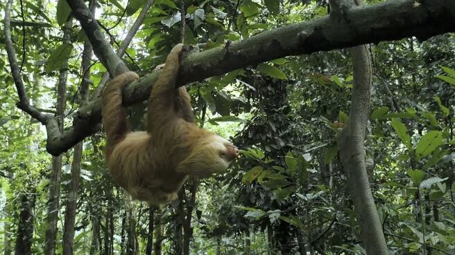 Jungle Planet season 1 episode 12 on Discovery Plus