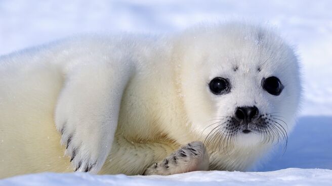 Mammals season 1 episode 4 on Discovery Plus