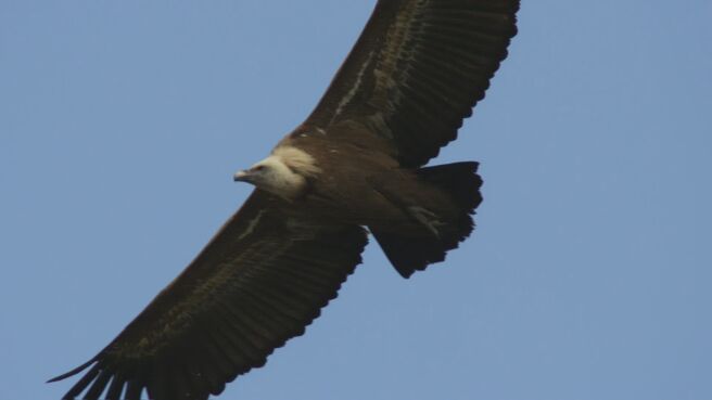 Wildest Europe season 1 episode 5 on Discovery Plus