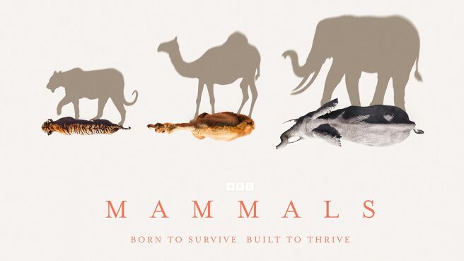 Mammals on Sony LIV