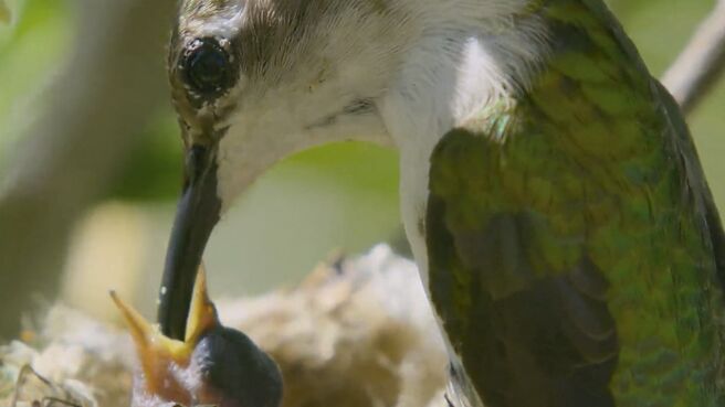 Mother Nature season 1 episode 2 on Discovery Plus