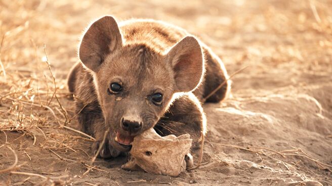 Mammals season 1 episode 1 on Sony LIV