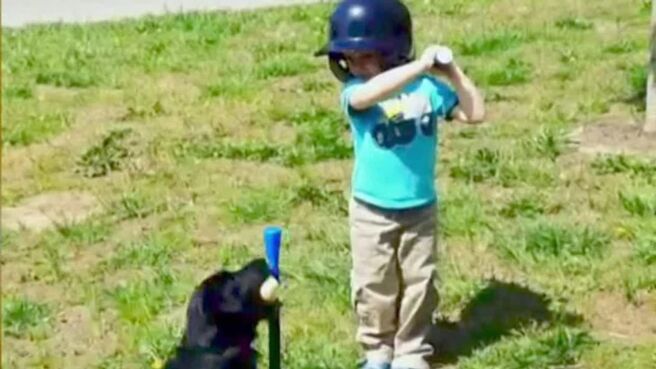 World’s Funniest Videos Top 10 Countdown season 1 episode 8 on Zee5