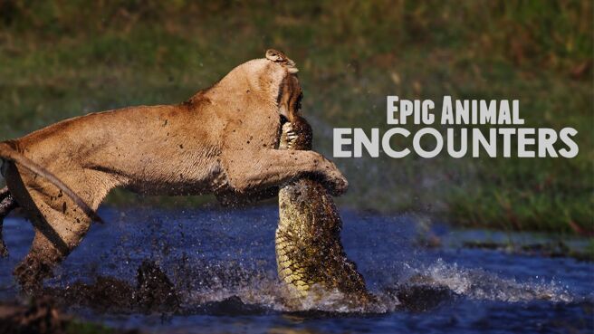 Epic Animal Encounters on Discovery Plus
