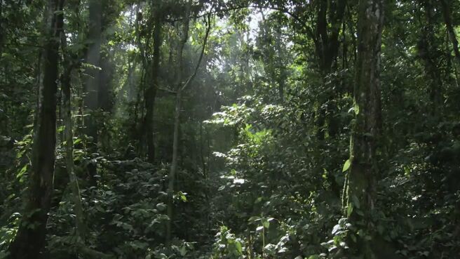 Jungle Planet season 1 episode 19 on Discovery Plus