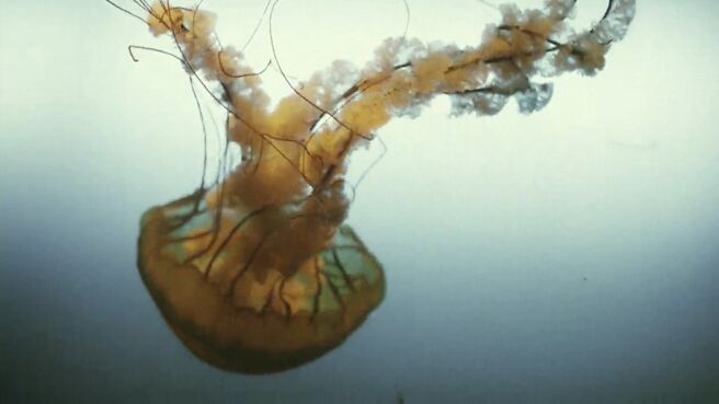 Animal Armory season 1 episode 5 on Discovery Plus