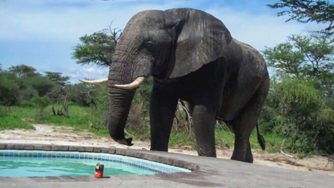 Epic Animal Encounters season 1 episode 10 on Discovery Plus