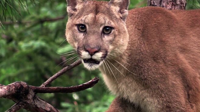 Lion On The Loose season 1 episode 1 on Discovery Plus