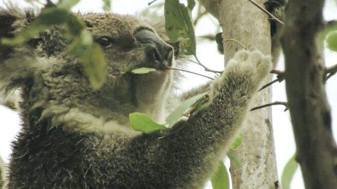 Jungle Planet season 1 episode 9 on Discovery Plus