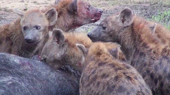 Epic Animal Encounters season 1 episode 16 on Discovery Plus