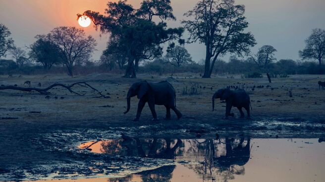 A Night On Earth: Africa on Discovery Plus