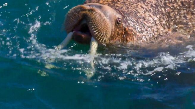 The Americas season 1 episode 5 on Discovery Plus