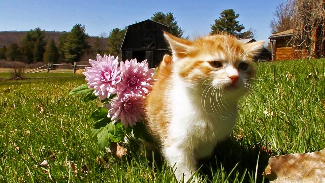 Cats 101 season 2 episode 2 on Discovery Plus