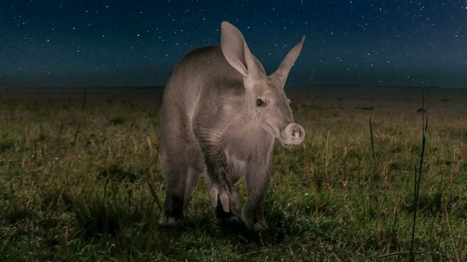 A Night On Earth: Africa season 1 episode 1 on Discovery Plus