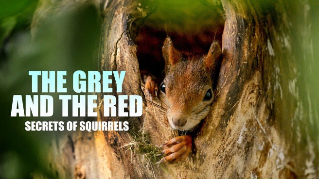 The Grey and the Red - Secrets of Squirrels on Discovery Plus
