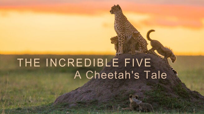 The Incredible Five: A Cheetah's Tale on Discovery Plus