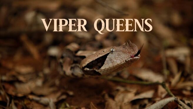 Viper Queens on Discovery Plus