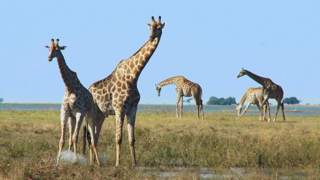 Survive the Wild season 1 episode 3 on Discovery Plus