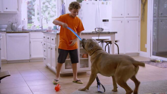 Cat vs Dog season 1 episode 5 on Discovery Plus