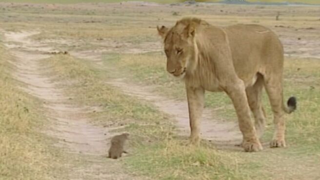 Epic Animal Encounters season 1 episode 24 on Discovery Plus