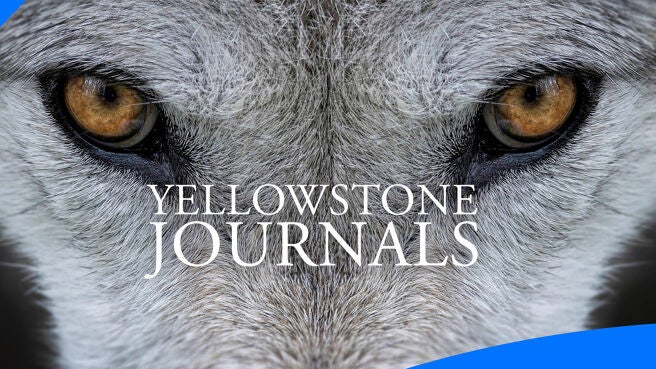 Yellowstone Journals on Discovery Plus