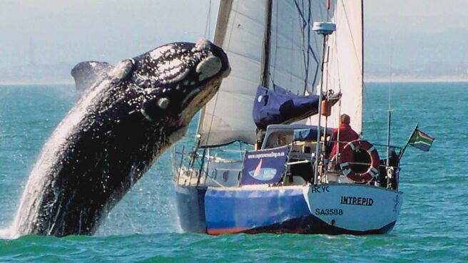 Epic Animal Encounters season 1 episode 21 on Discovery Plus