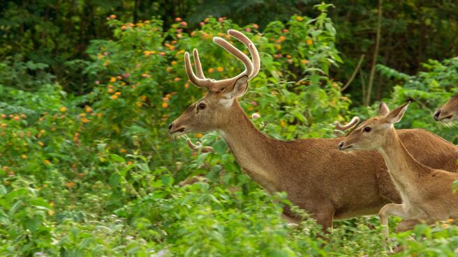 China's Wild Secrets season 1 episode 2 on Discovery Plus