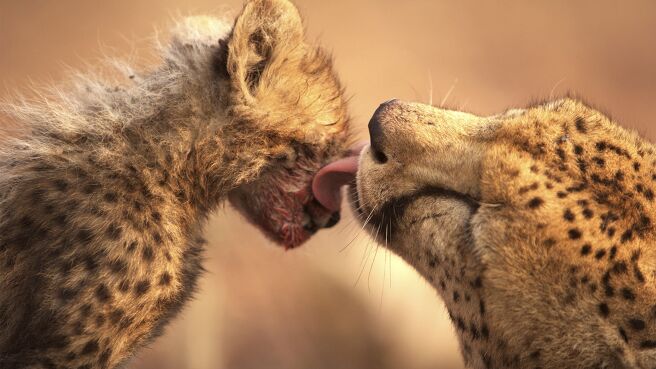 Man, Cheetah, Wild season 1 episode 1 on Discovery Plus