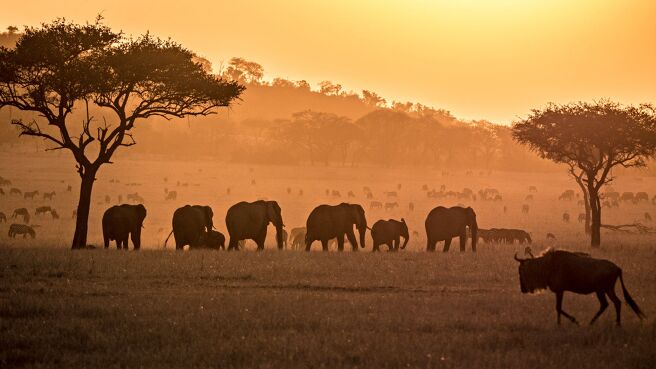 Serengeti season 1 episode 5 on Discovery Plus