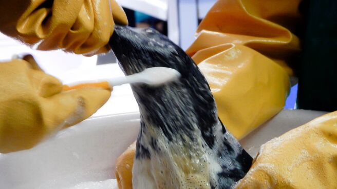 Meet The Penguins season 1 episode 1 on Discovery Plus