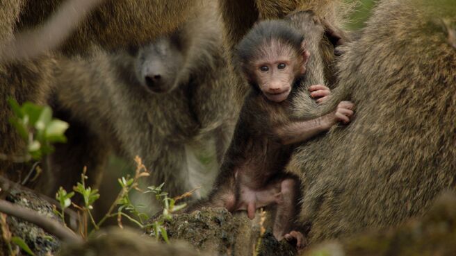 Defending the Family season 1 episode 1 on Discovery Plus