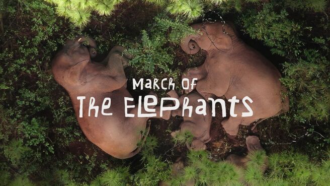 March Of The Elephants on DiscoveryPlus