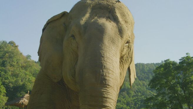 Wild Thailand season 1 episode 3 on Discovery Plus