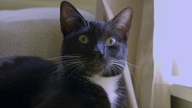 Cat vs Dog season 1 episode 7 on Discovery Plus