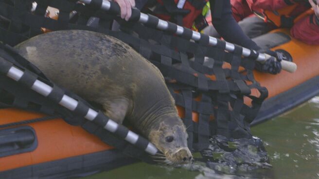 Saving Britain's Wildlife season 1 episode 10 on Discovery Plus