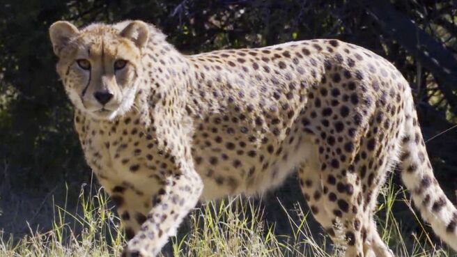 Sibella: The Miracle Cheetah season 1 episode 1 on Discovery Plus