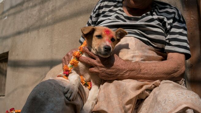 Dogs: The Untold Story season 1 episode 5 on Discovery Plus