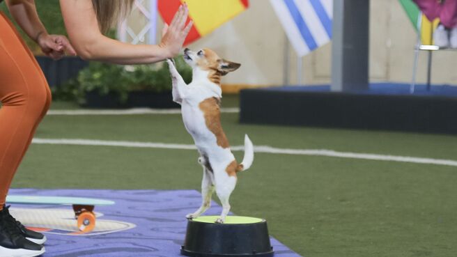 Puppy Bowl Presents: The World Pup season 1 episode 1 on Discovery Plus