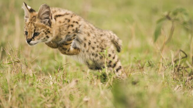 Africa season 1 episode 2 on Discovery Plus