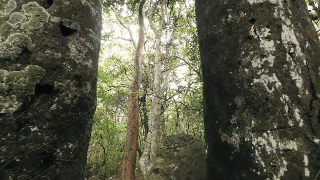 Jungle Planet season 1 episode 23 on Discovery Plus