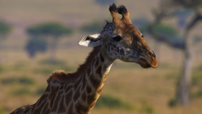 Fear on the Savannah season 1 episode 1 on Discovery Plus