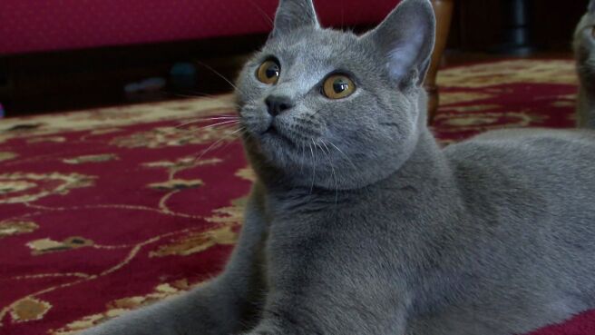 Cats 101 season 3 episode 2 on Discovery Plus