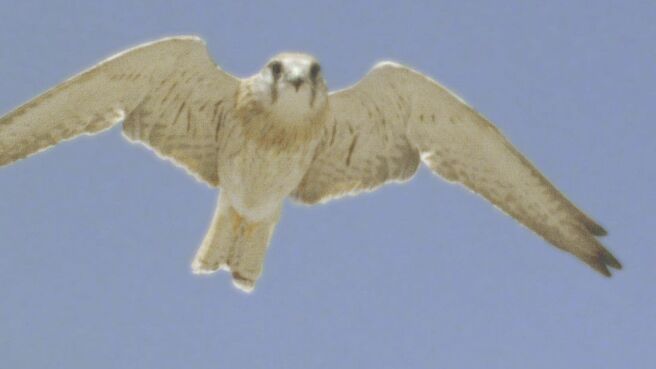 Survive the Wild season 1 episode 5 on Discovery Plus