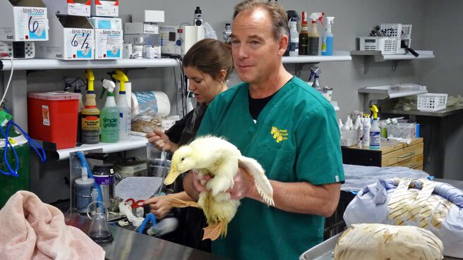 Dr. Jeff: Rocky Mountain Vet season 2 episode 12 on DiscoveryPlus