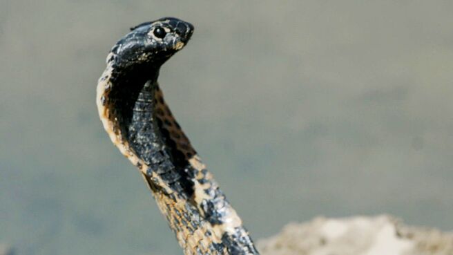 Deadliest Snakes Of South Africa season 1 episode 2 on Discovery Plus