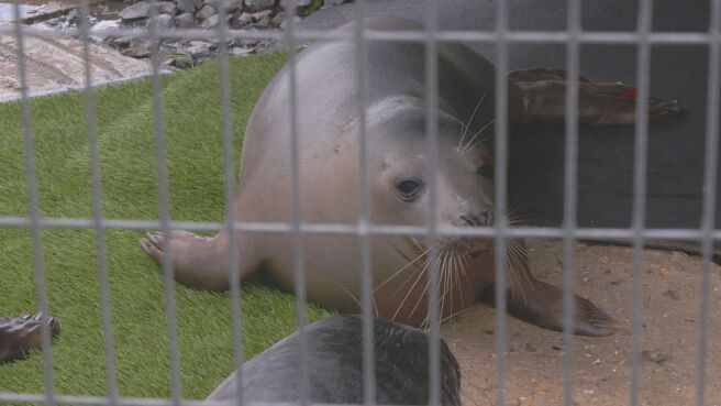 Saving Britain's Wildlife season 1 episode 4 on Discovery Plus