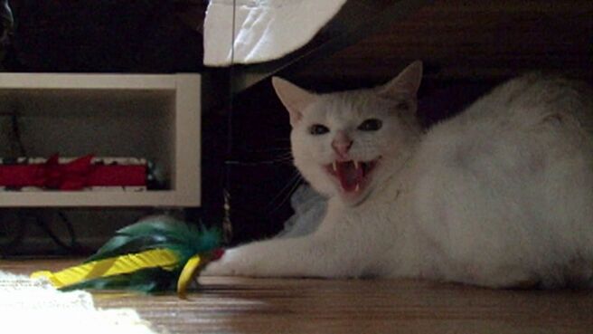 My Cat From Hell season 1 episode 3 on Discovery Plus