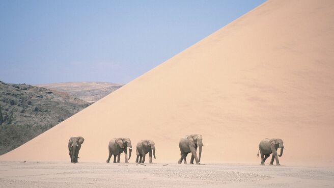 Planet Earth season 1 episode 5 on DiscoveryPlus