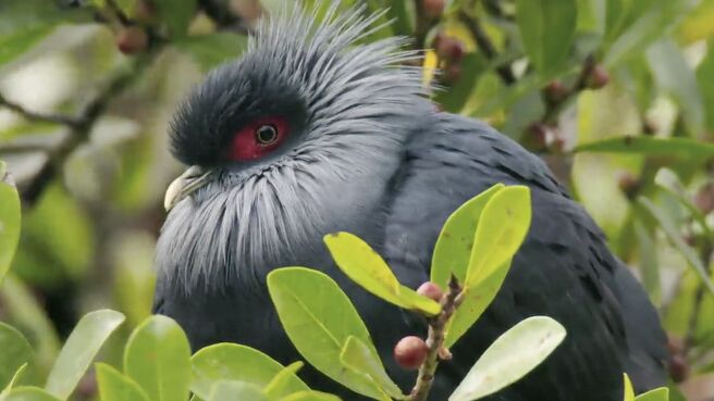 Jungle Planet season 1 episode 6 on Discovery Plus